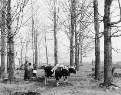 Bringing in the Sap in a Maple Sugar Camp, c.1900-06 by Detroit Publishing Co.